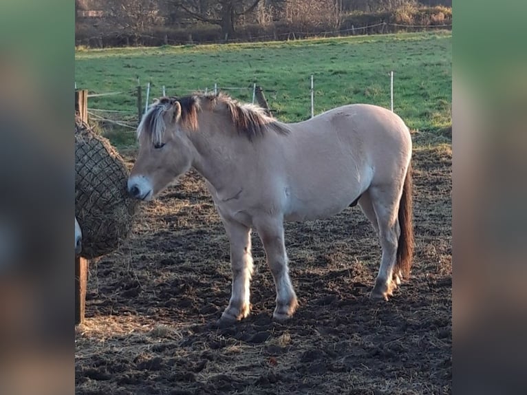 Fjord Horses Gelding 3 years 14,1 hh Dun in Lotte