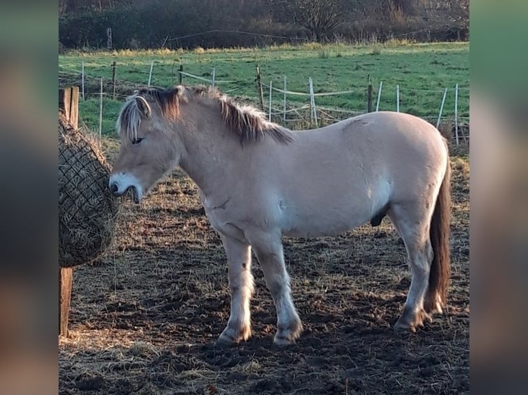 Fjord Horses Gelding 3 years 14,1 hh Dun in Lotte