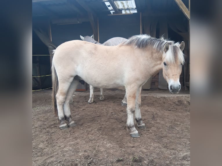 Fjord Horses Gelding 3 years 14,1 hh Dun in Lotte