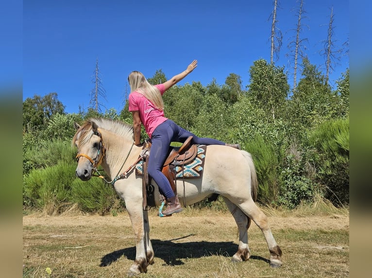 Fjord Horses Gelding 3 years 14.2 hh Dun in Linkenbach