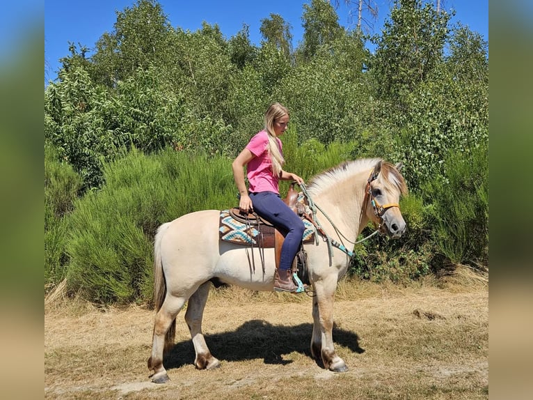 Fjord Horses Gelding 3 years 14.2 hh Dun in Linkenbach