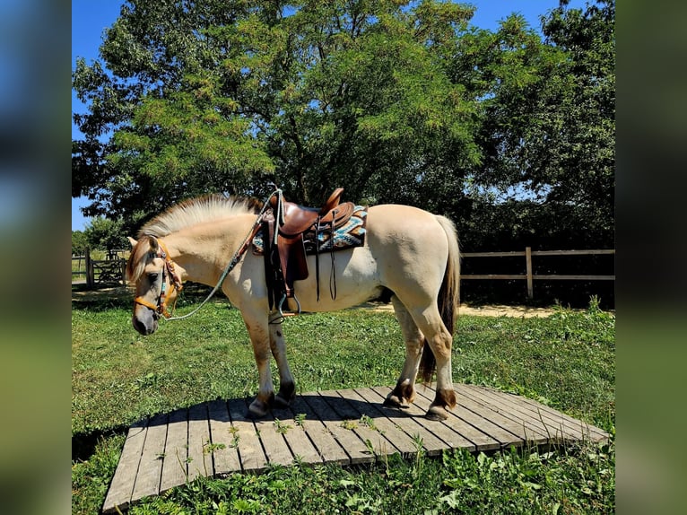 Fjord Horses Gelding 3 years 14.2 hh Dun in Linkenbach