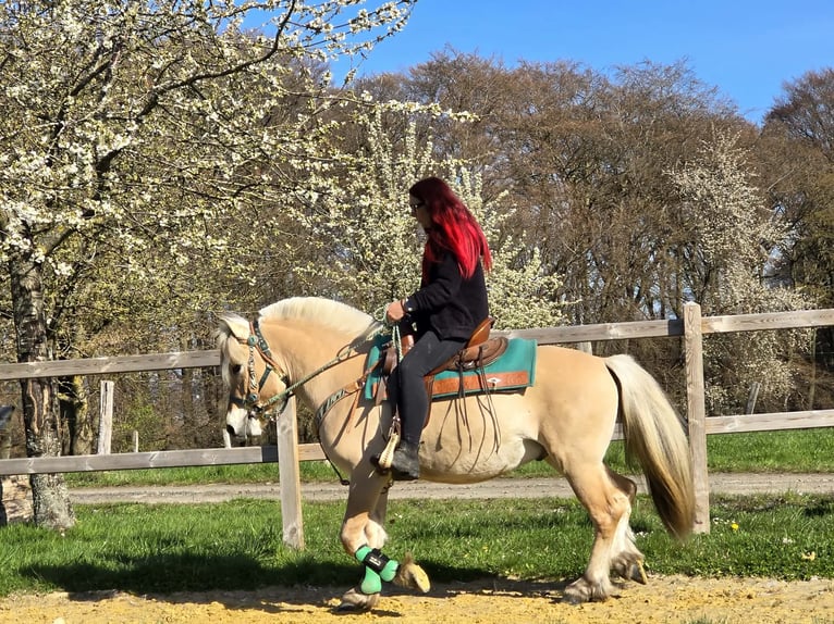 Fjord Horses Gelding 3 years 14.2 hh Dun in Linkenbach
