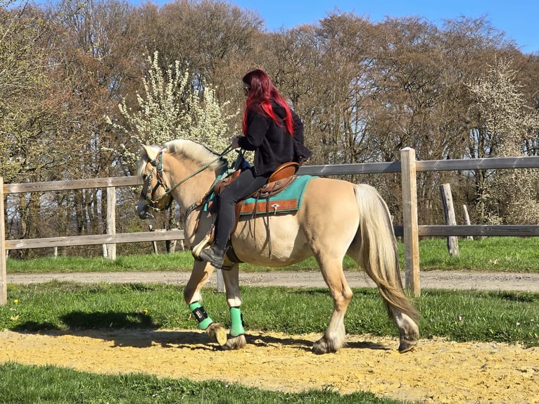 Fjord Horses Gelding 3 years 14.2 hh Dun in Linkenbach