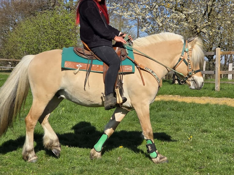 Fjord Horses Gelding 3 years 14.2 hh Dun in Linkenbach