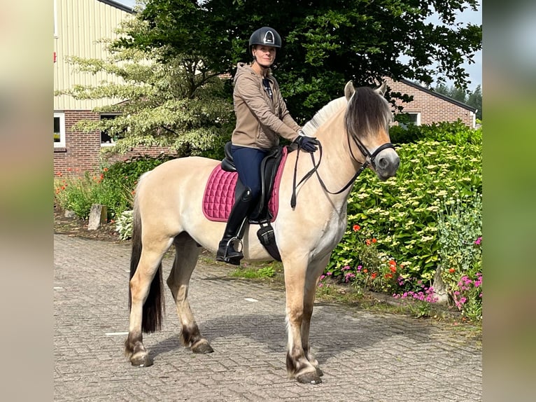 Fjord Horses Gelding 3 years 14.2 hh  in Beek en Donk