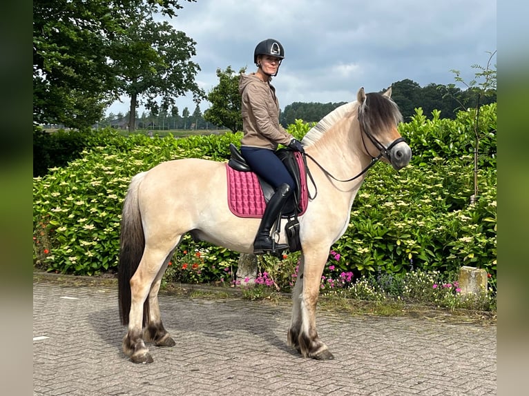 Fjord Horses Gelding 3 years 14.2 hh  in Beek en Donk