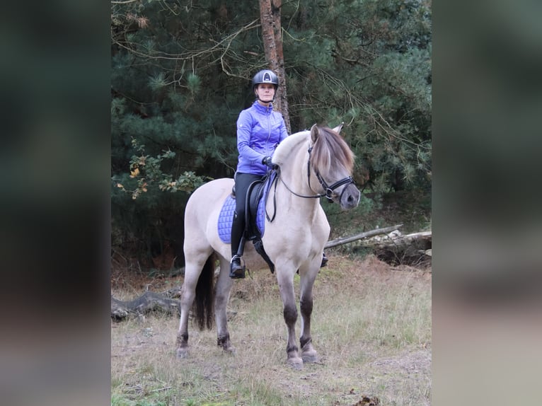 Fjord Horses Gelding 3 years 14.2 hh  in Beek en Donk