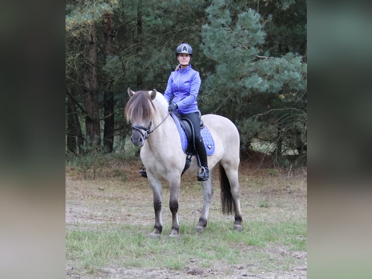 Fjord Horses Gelding 3 years 14.2 hh  in Beek en Donk