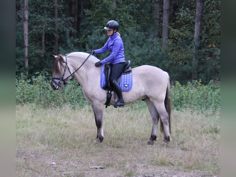 Fjord Horses Gelding 3 years 14.2 hh  in Beek en Donk