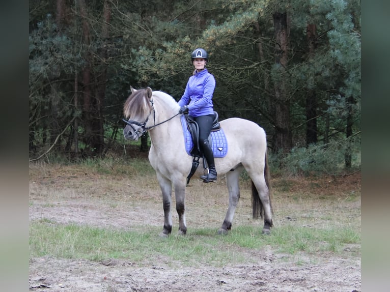 Fjord Horses Gelding 3 years 14.2 hh  in Beek en Donk