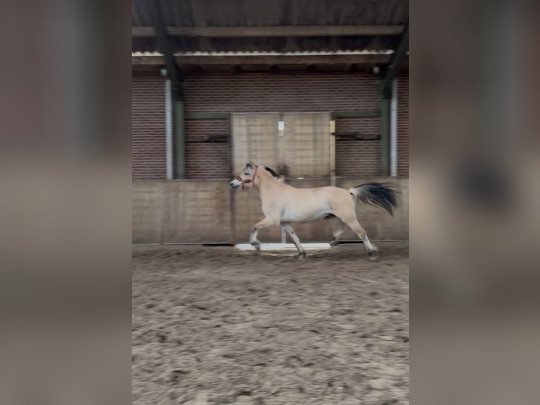 Fjord Horses Gelding 3 years 14.2 hh Palomino in rockanje