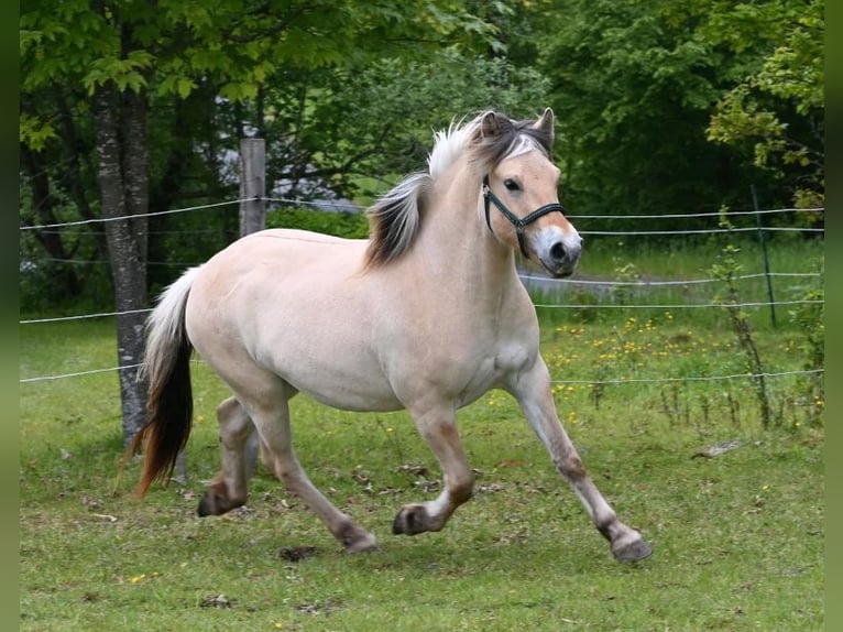 Fjord Horses Gelding 3 years 14.2 hh Red Dun in Sinntal