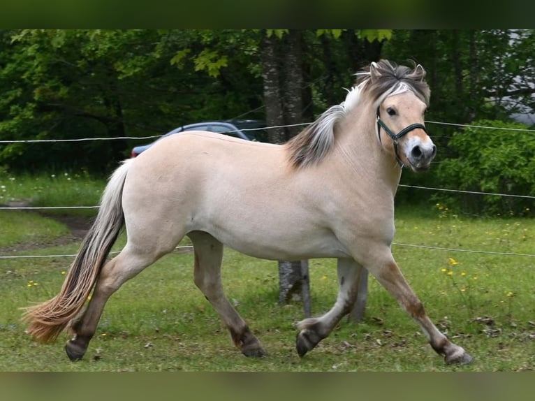Fjord Horses Gelding 3 years 14.2 hh Red Dun in Sinntal