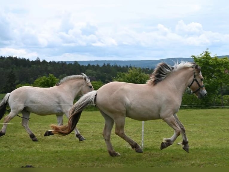 Fjord Horses Gelding 3 years 14.2 hh Red Dun in Sinntal