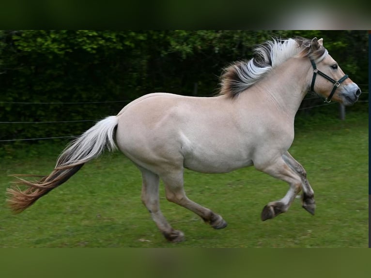 Fjord Horses Gelding 3 years 14.2 hh Red Dun in Sinntal