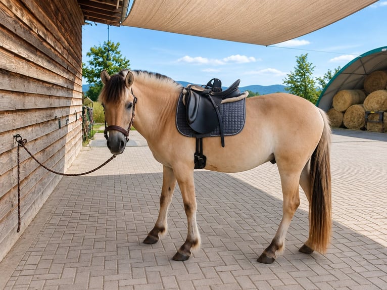 Fjord Horses Gelding 3 years 14 hh Dun in Zwingenberg