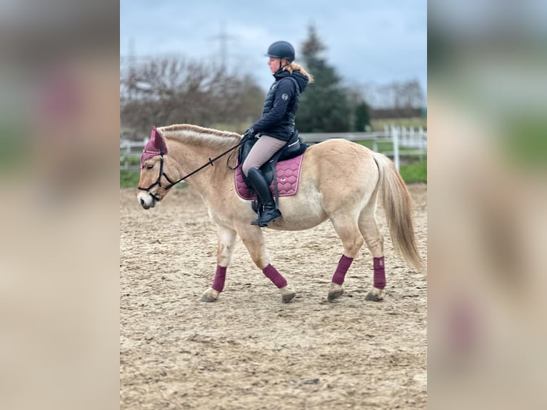 Fjord Horses Gelding 3 years 14 hh Dun in Wandlitz