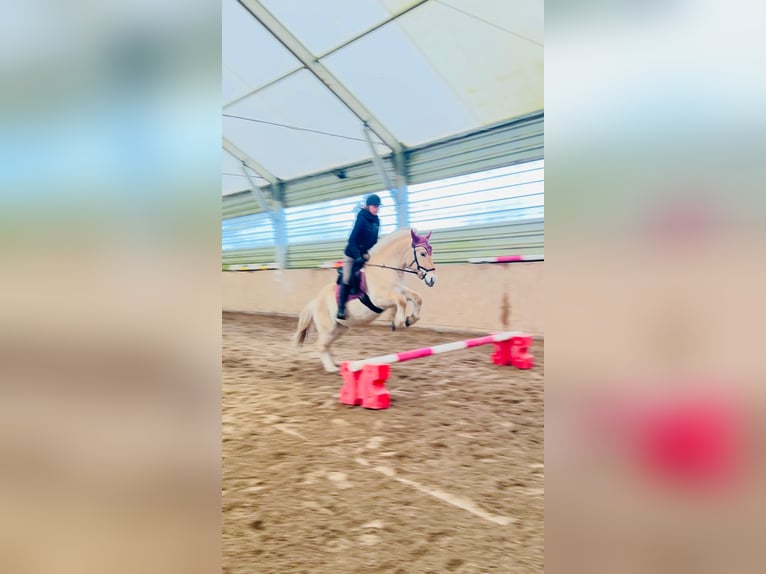 Fjord Horses Gelding 3 years 14 hh Dun in Wandlitz