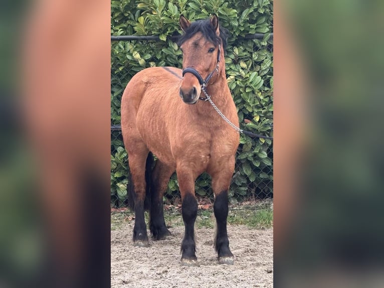 Fjord Horses Gelding 3 years 14,1 hh Brown-Light in Someren