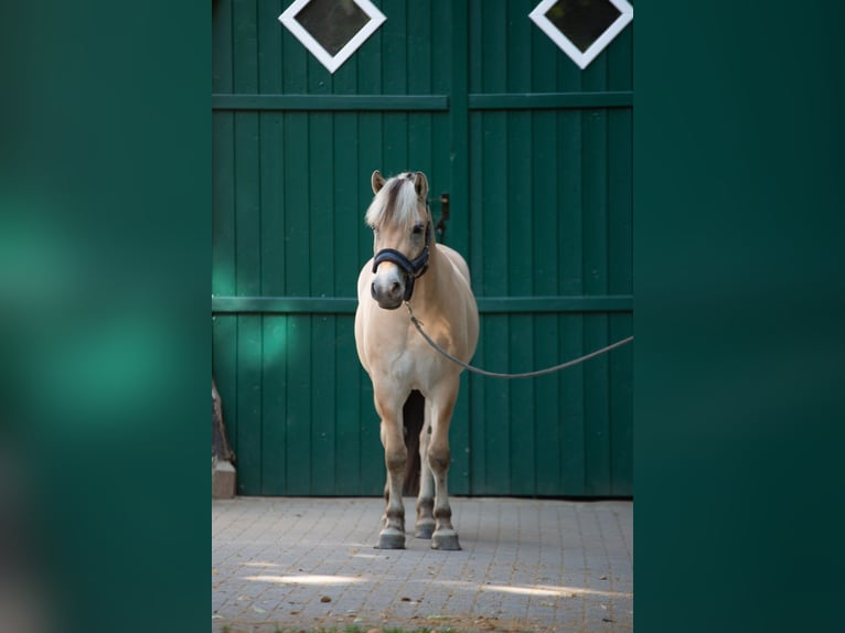 Fjord Horses Gelding 3 years 14,1 hh Dun in Lotte