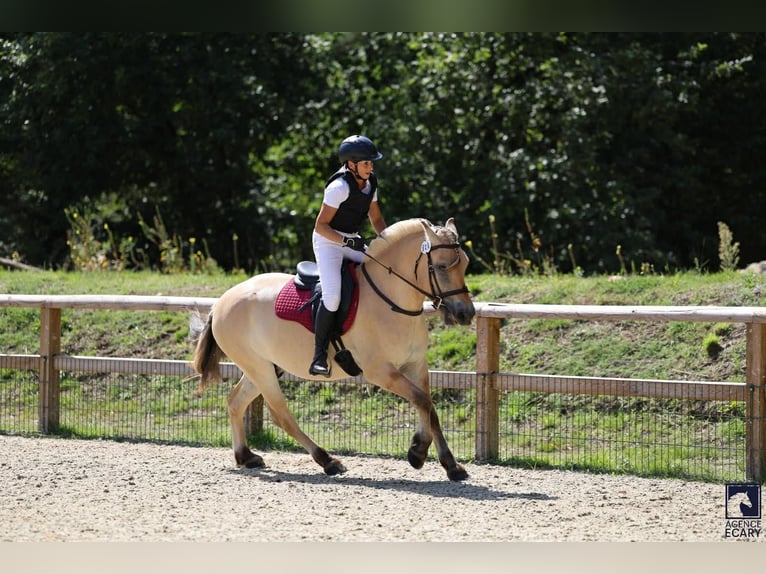 Fjord Horses Gelding 3 years 14,1 hh Dun in Thiers