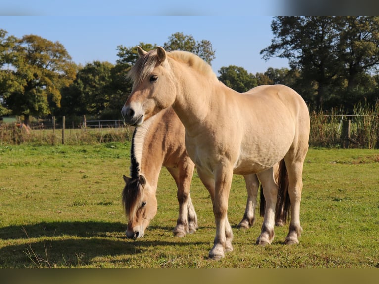Fjord Horses Gelding 3 years 14,1 hh Dun in Alveslohe