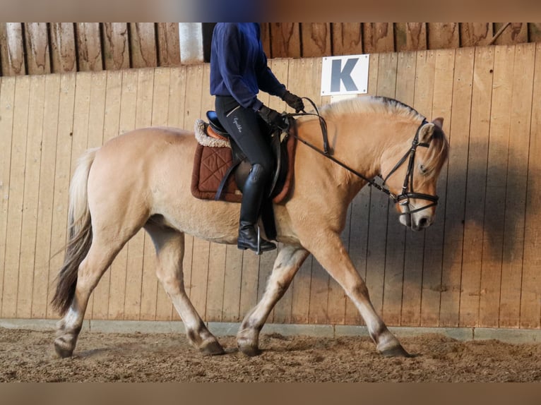 Fjord Horses Gelding 3 years 14,1 hh Dun in Alveslohe