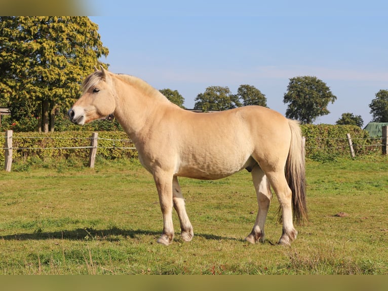 Fjord Horses Gelding 3 years 14,1 hh Dun in Alveslohe