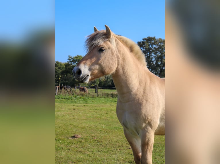 Fjord Horses Gelding 3 years 14,1 hh Dun in Alveslohe