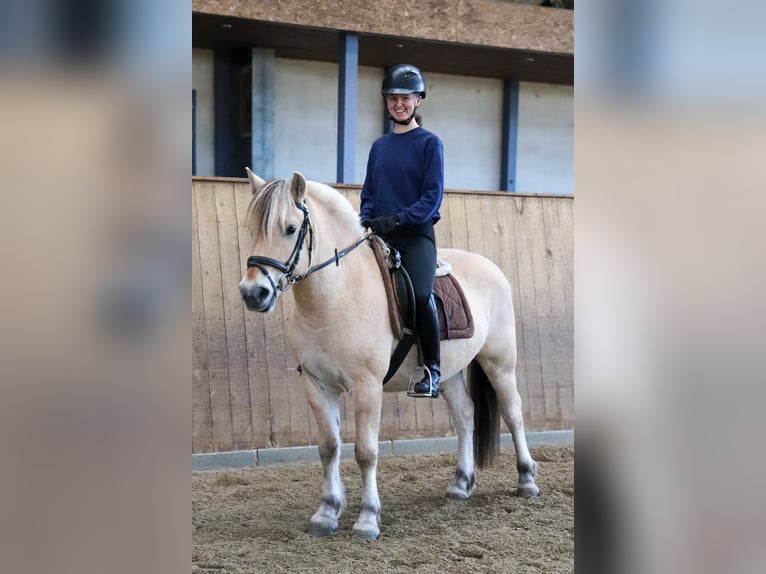 Fjord Horses Gelding 3 years 14,1 hh Dun in Alveslohe