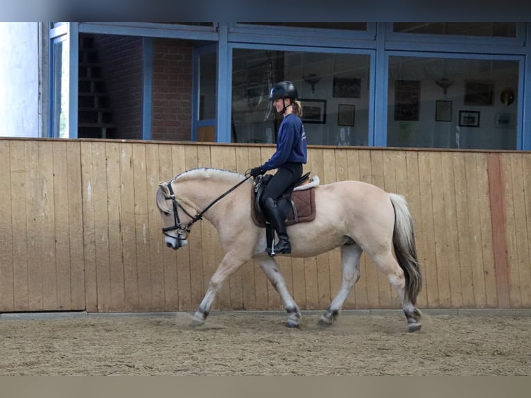 Fjord Horses Gelding 3 years 14,1 hh Dun in Alveslohe