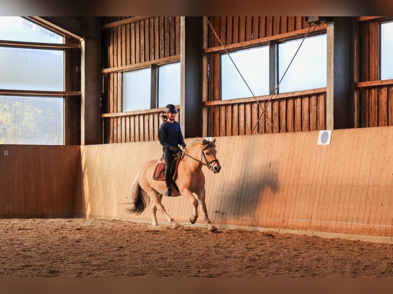 Fjord Horses Gelding 3 years 14,1 hh Dun in Alveslohe