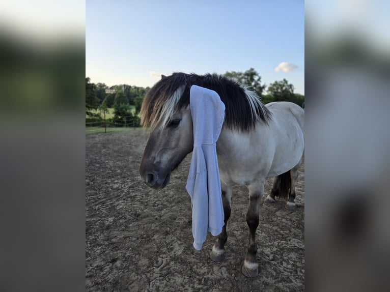 Fjord Horses Gelding 3 years 14,1 hh Dun in D&#xF6;llen