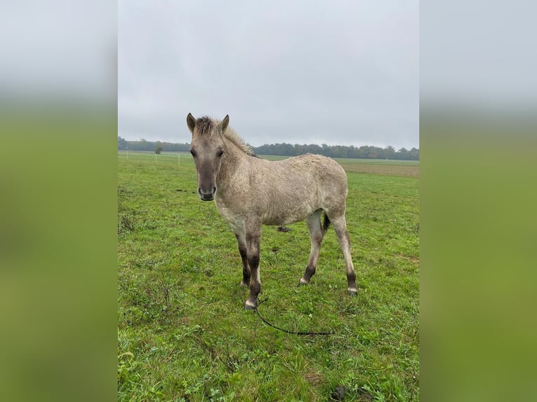 Fjord Horses Gelding 3 years 14,1 hh Dun in D&#xF6;llen