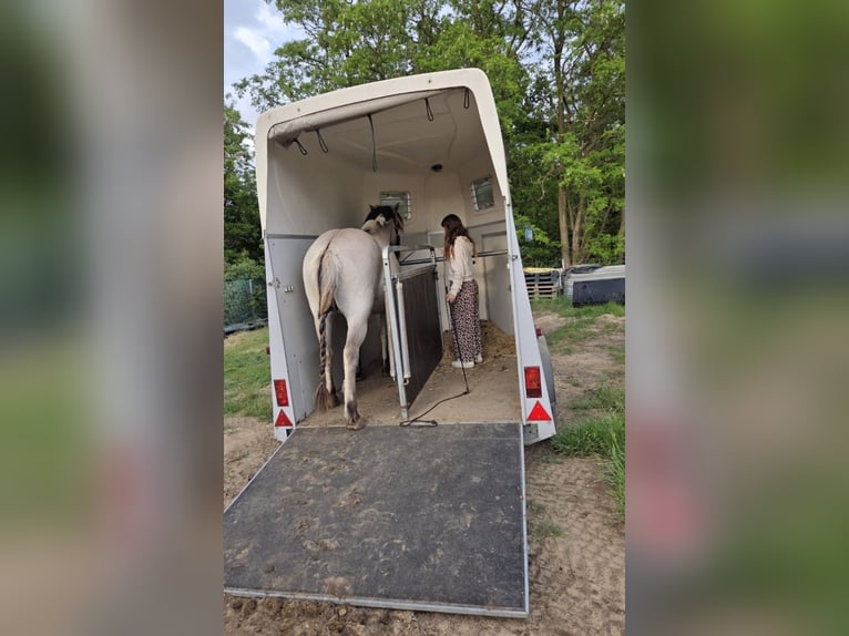 Fjord Horses Gelding 3 years 14,1 hh Dun in D&#xF6;llen