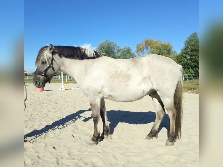 Fjord Horses Gelding 3 years 14,1 hh Dun in D&#xF6;llen