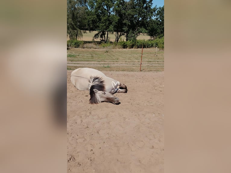 Fjord Horses Gelding 3 years 14,1 hh Dun in D&#xF6;llen