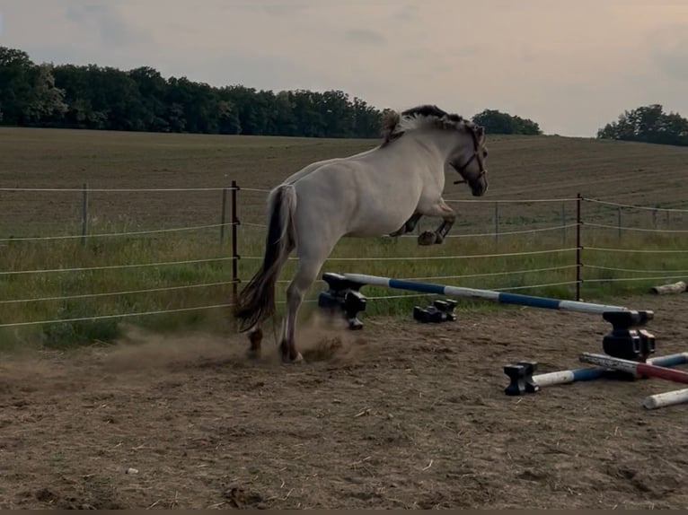 Fjord Horses Gelding 3 years 14,1 hh Dun in D&#xF6;llen