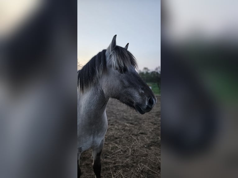 Fjord Horses Gelding 3 years 14,1 hh Dun in D&#xF6;llen