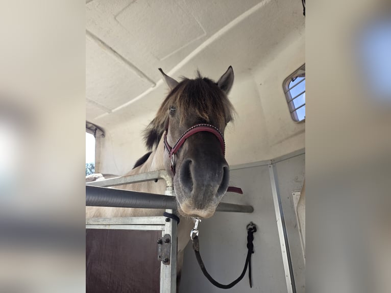 Fjord Horses Gelding 3 years 14,1 hh Dun in D&#xF6;llen