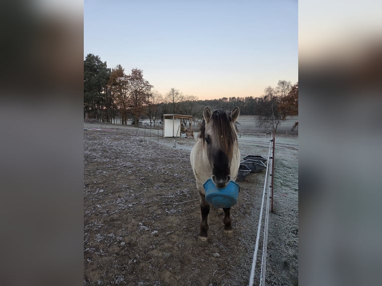 Fjord Horses Gelding 3 years 14,1 hh Dun in D&#xF6;llen