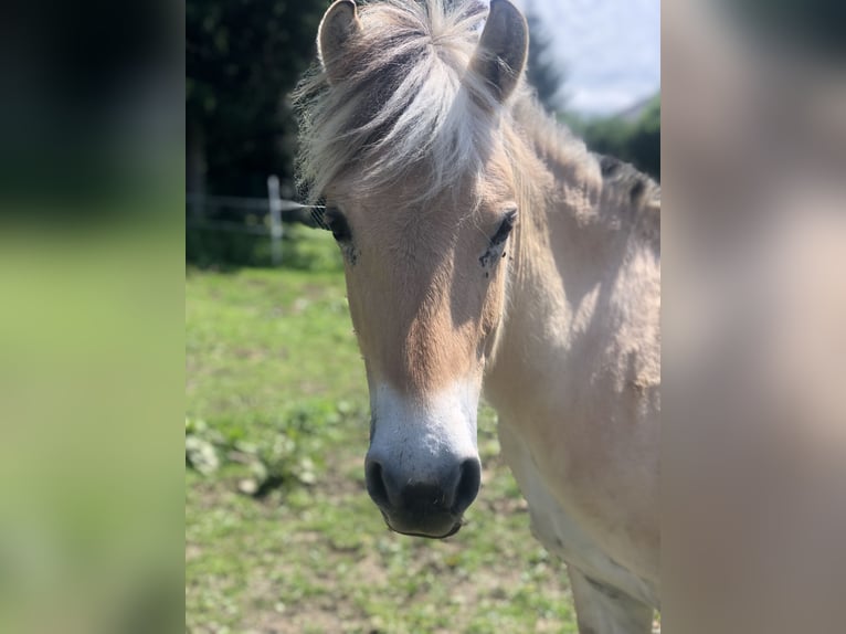 Fjord Horses Gelding 3 years 14,1 hh Dun in Wernberg
