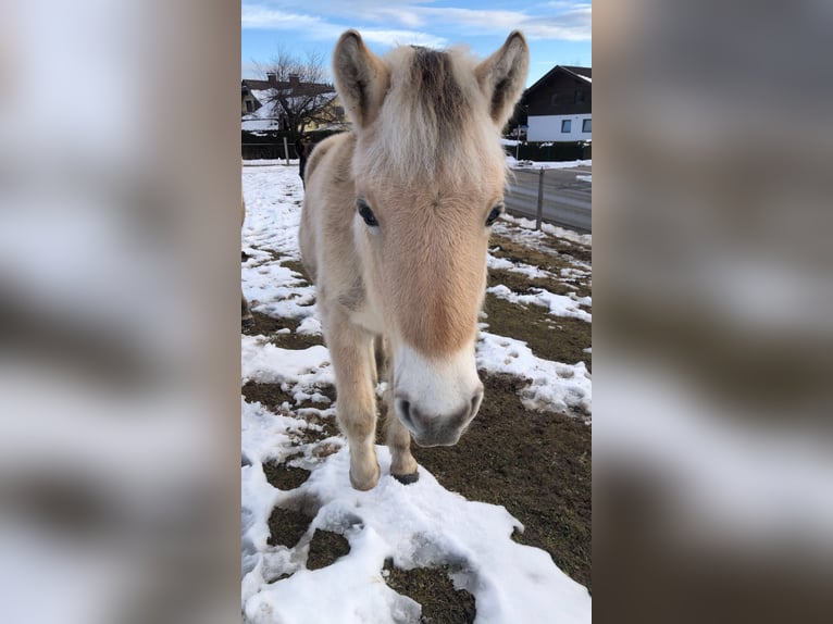 Fjord Horses Gelding 3 years 14,1 hh Dun in Wernberg