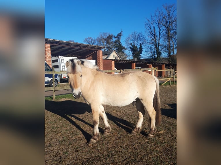 Fjord Horses Gelding 3 years 14,1 hh Dun in Lotte
