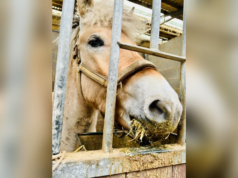Fjord Horses Gelding 3 years 14,1 hh Red Dun in Schinveld Fjord Horses Gelding 3 years 14,1 hh Red Dun in Schinveld