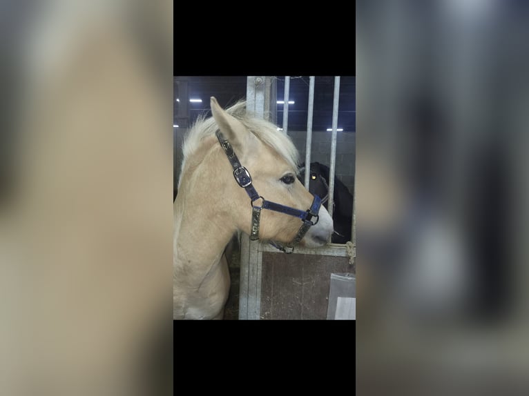 Fjord Horses Gelding 3 years 14,1 hh Red Dun in Schinveld Fjord Horses Gelding 3 years 14,1 hh Red Dun in Schinveld