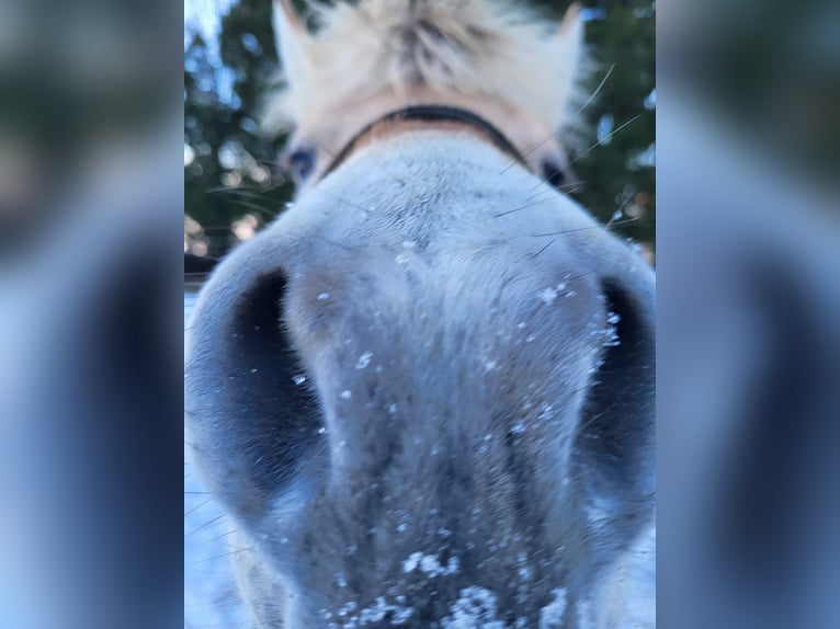 Fjord Horses Gelding 3 years 14,1 hh Red Dun in Schinveld Fjord Horses Gelding 3 years 14,1 hh Red Dun in Schinveld
