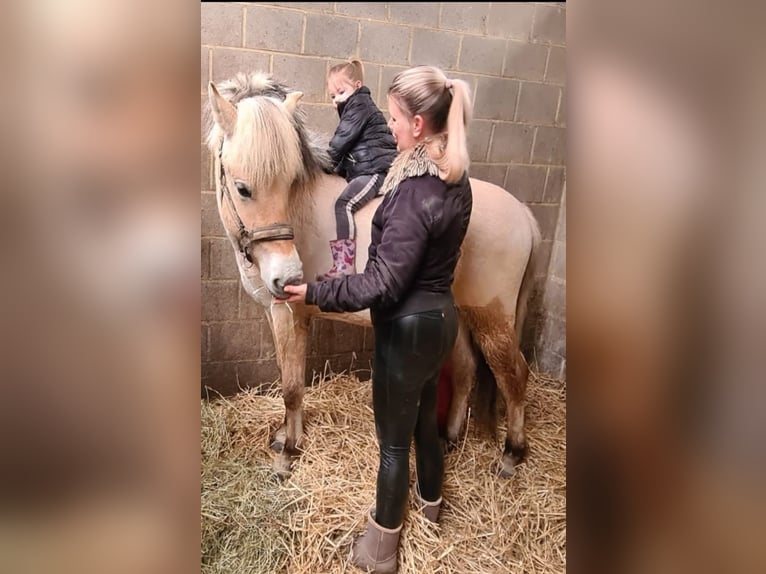 Fjord Horses Gelding 3 years 14,1 hh Red Dun in Schinveld Fjord Horses Gelding 3 years 14,1 hh Red Dun in Schinveld