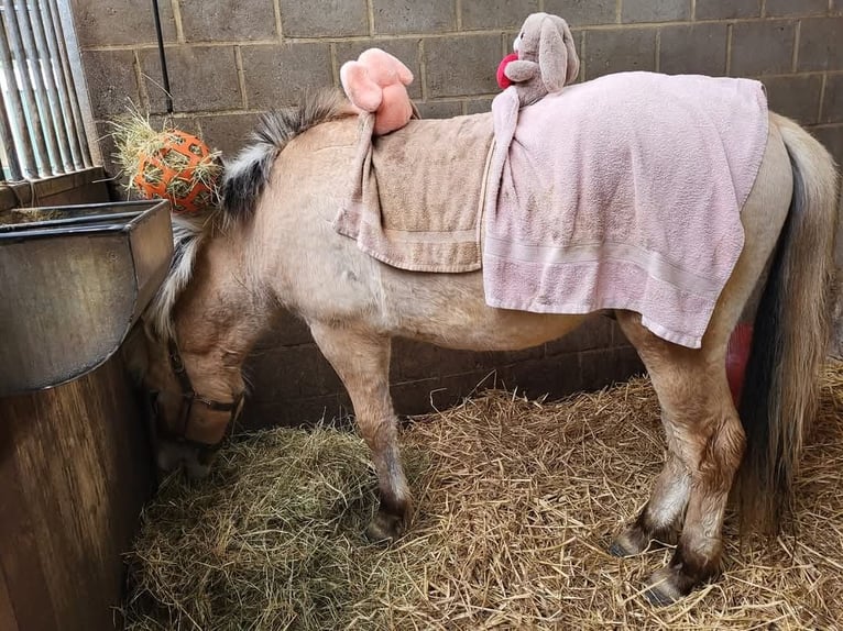 Fjord Horses Gelding 3 years 14,1 hh Red Dun in Schinveld Fjord Horses Gelding 3 years 14,1 hh Red Dun in Schinveld